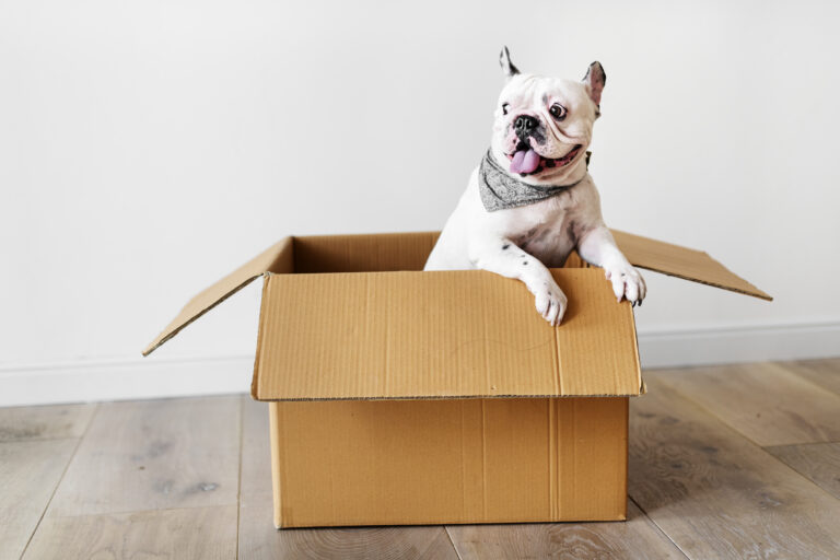 Moving House with Pets